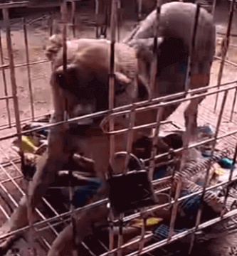 perrito encerrado en  una jaula