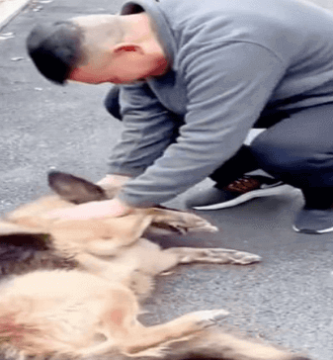 perrita lloró de felicidad