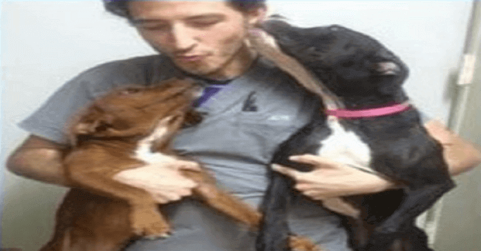 perrito de un refugio 