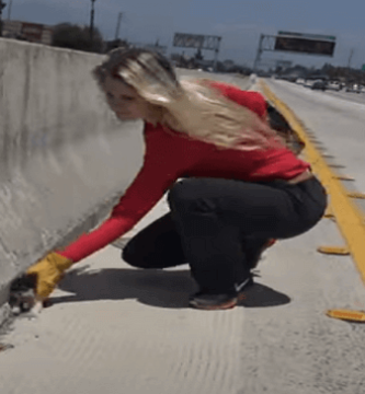 rescate de un gatito