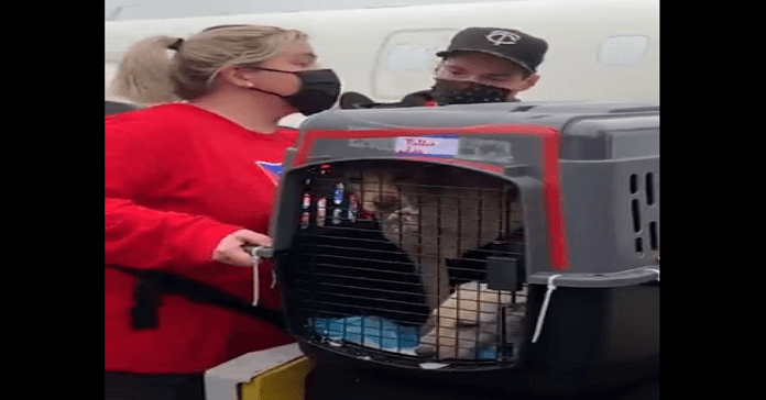 perros de rescate