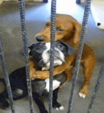 perrito de un refugio