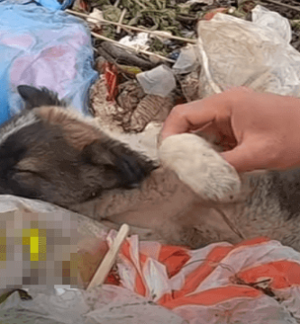 perrito gravemente enfermo