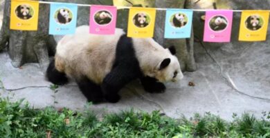 panda-gigante