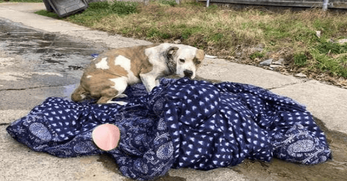 Abandonaron a su perrita