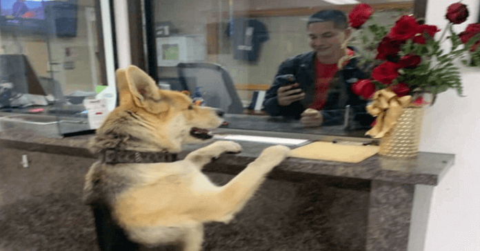 cachorro se auto denuncia