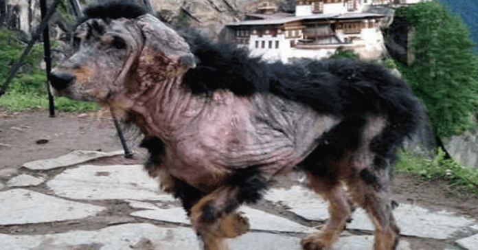 perro abandonado en las montañas