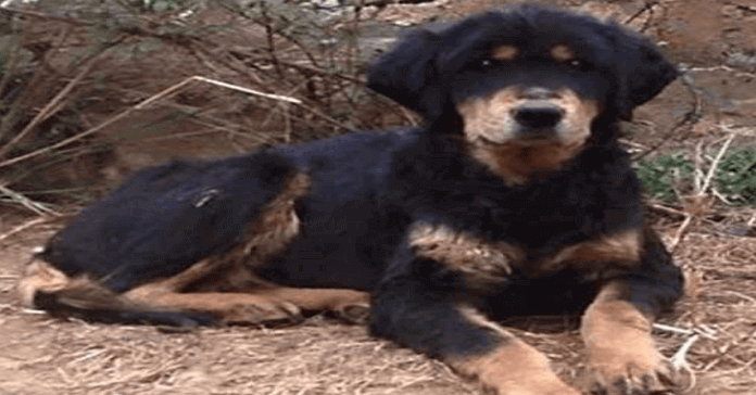 perro abandonado en las montañas 