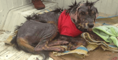 perro abandonado en las montañas