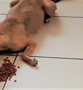 Perrita-sin-hogar-1