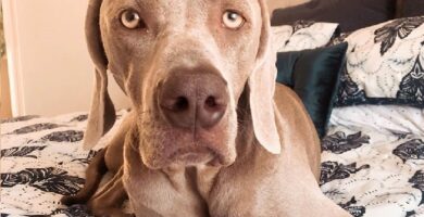 Weimaraner-que-sufre-trastorno-de-ansiedad