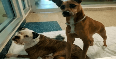 perro que lloró