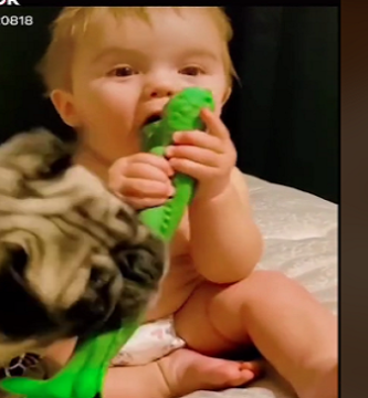 bebé que luchó con un cachorro