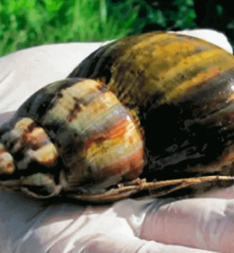 gigantescos y peligrosos caracoles africanos
