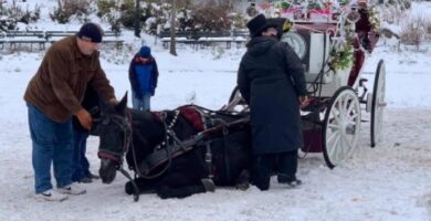 carro-de-caballos
