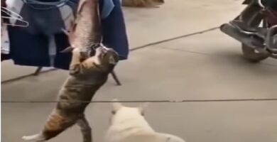 gatitos-graciosos
