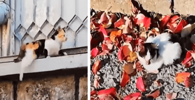 gatita cuida de su hermano ciego