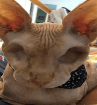 gato sin ojos ni pelo