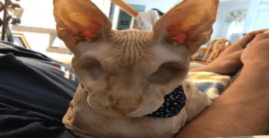 gato sin ojos ni pelo