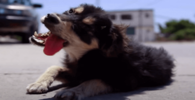 Muñeca, la perrita callejera