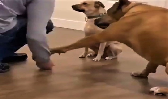 pata-perros (2)