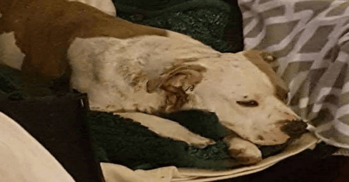 Abandonaron a su perrita