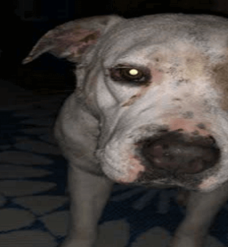 Abandonaron a su perrita