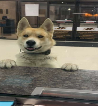 cachorro se auto denuncia