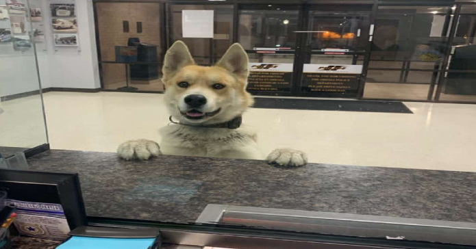cachorro se auto denuncia