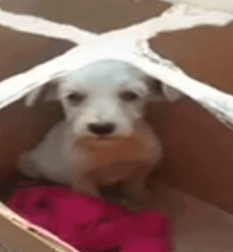 cachorro abandonado en una caja