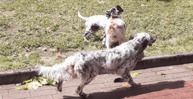 robo de perros