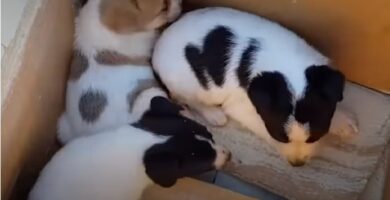 rescate-de-perros