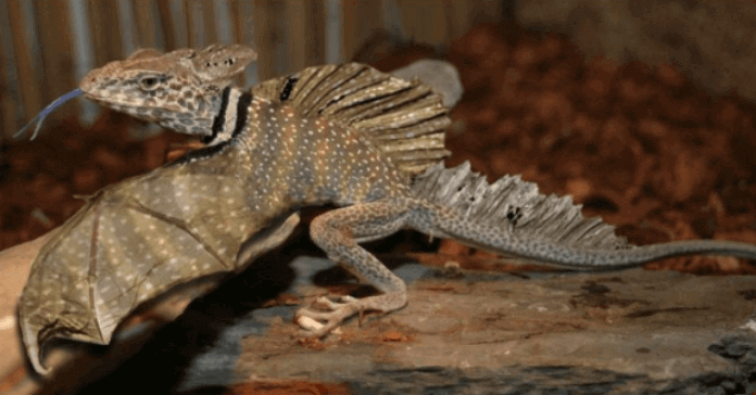 dragones voladores 