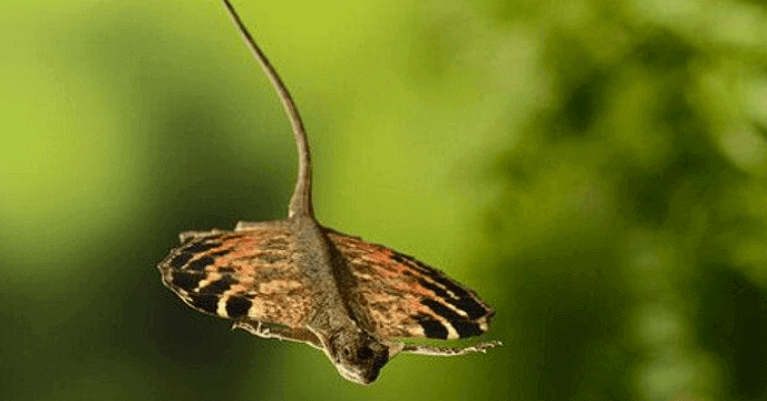Vista de dragón planeando