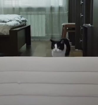 video-de-gatito