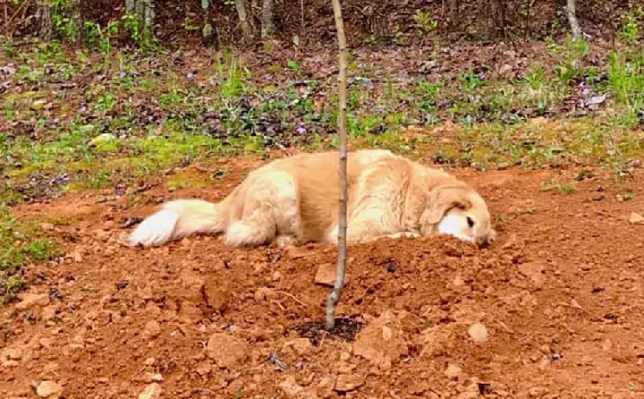 Perrito-de-tres-patas-llora-por-la-muerte-de-un-amigo