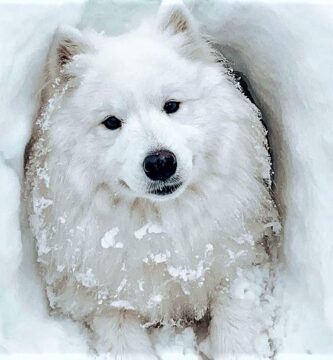 Perro-samoyedo-obsesionado-cueva