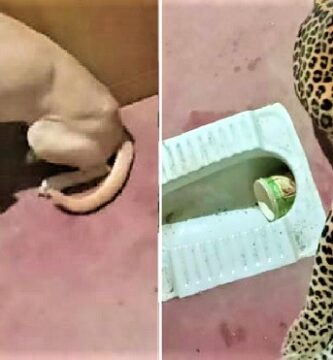 Perro-y-leopardo-quedan-atrapados-en-el-bano