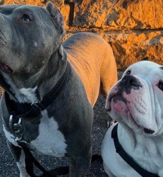 dos perros