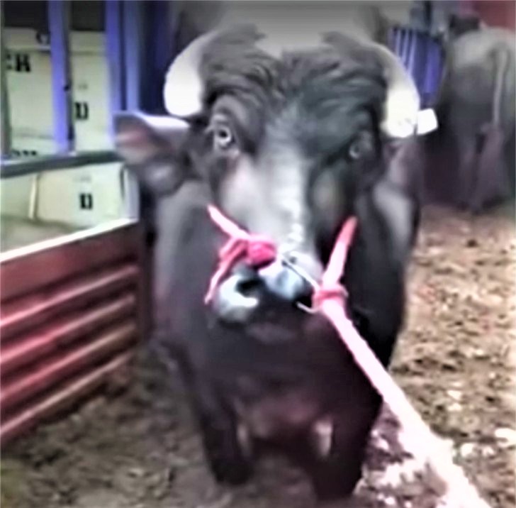 Vaca-embarazada