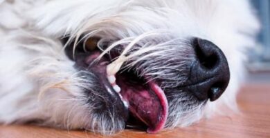 asfixiar a un perro