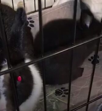 conejos rescatados