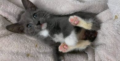 gatito bebé sin cola