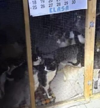 gatos-maltratados