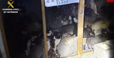 gatos-maltratados