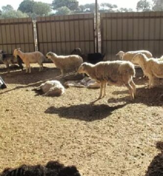 ovejas-y-cabras