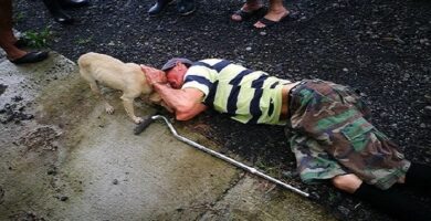 Valiente perrita y hombre en el suelo