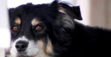 perro-hereda-millones-de-dólares (2)