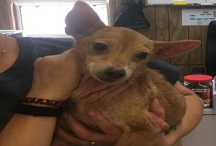 reencuentro emotivo de perro con su dueno