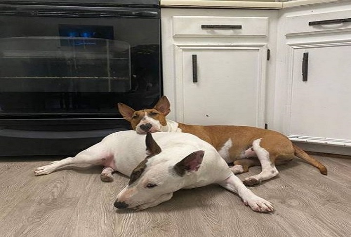 tuba feliz con su hermana tuna